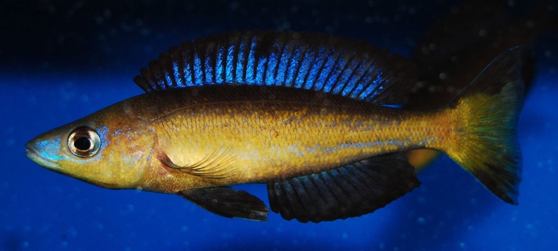 Cyprichromis microlepidotus 'Milima Island'